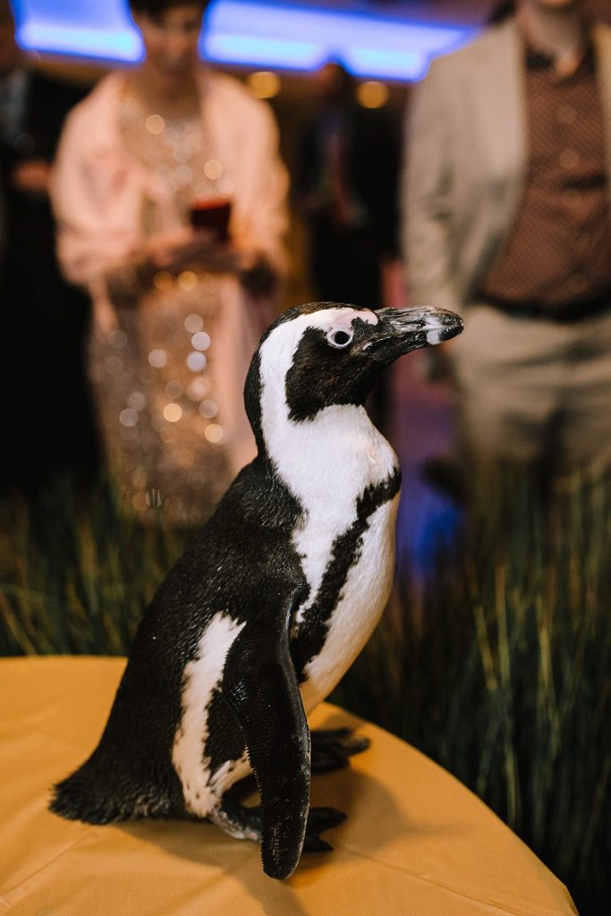 Bird Inspired Wedding at the National Aviary | Burgh Brides | Kaitlin Powell Photography